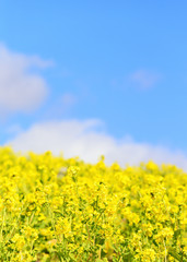 Obraz premium 淡路島 花さじきの菜の花 