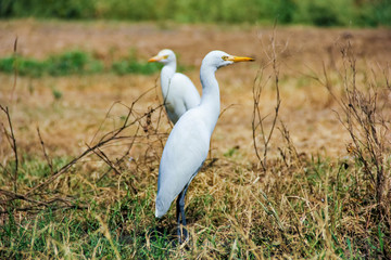 Obraz premium Flamingo birds standing in grass field 