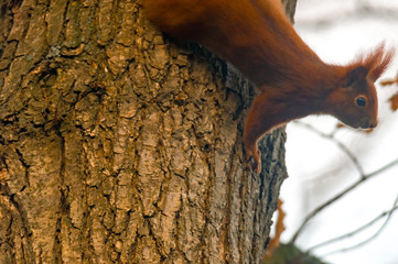pretty red squirrel says hello in the forest