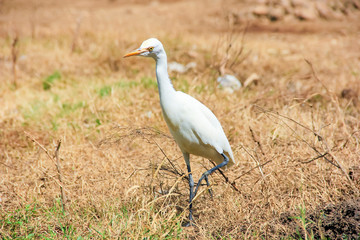 Fototapeta premium Flamingo birds standing in grass field 