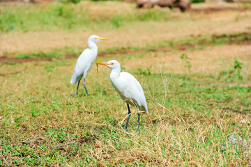 Flamingo birds standing in grass field 
