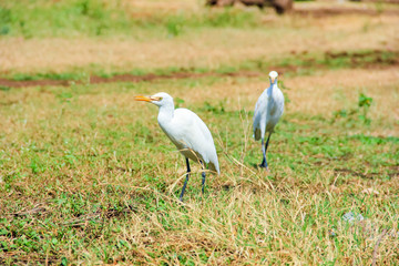 Flamingo birds standing in grass field 