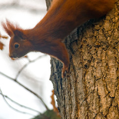 pretty red squirrel says hello in the forest