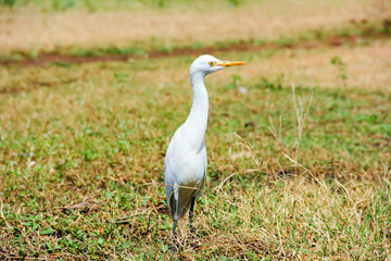 Obraz premium Flamingo birds standing in grass field 