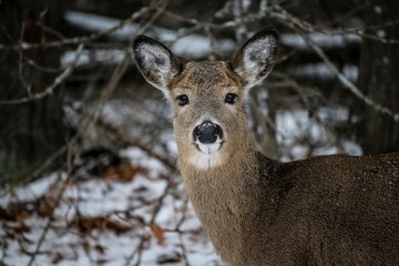 deer in winter