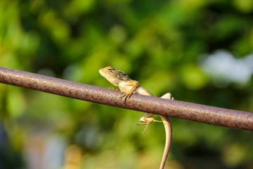 Naklejka na ściany i meble chameleon sitting on wooden stick 