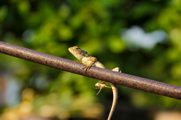 chameleon sitting on wooden stick 