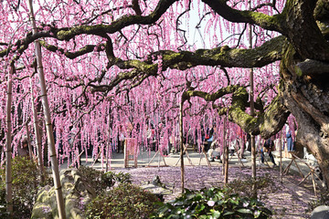 淡路島　八木のしだれ梅