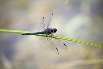dragonfly on leaf