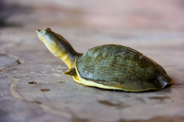 turtle walking earth on lake side