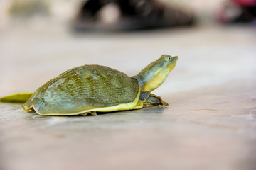 turtle walking earth on lake side