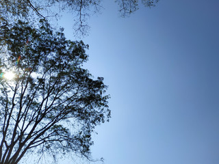 Under the trees cover by the sunlight from the sky background.