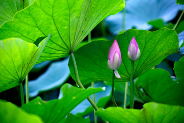Two pink lotuses in the park pond ready to bloom