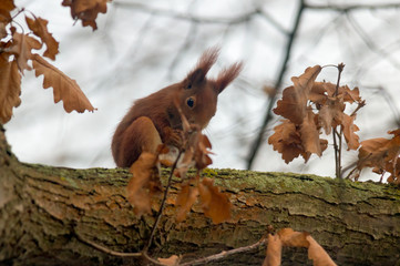 pretty red squirrel says hello in the forest