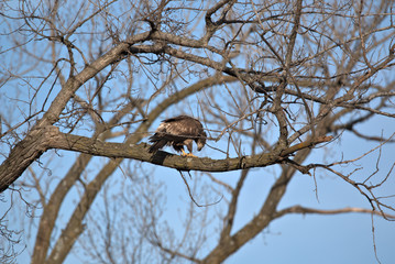 Immature Bald Eagle eating its catch of the day