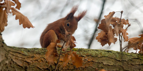 pretty red squirrel says hello in the forest