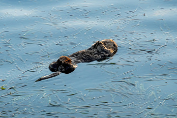 Southern Sea Otter floating on back holding hands