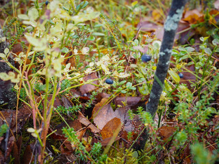 Wild berries in the autumn are ready to collect fruit.