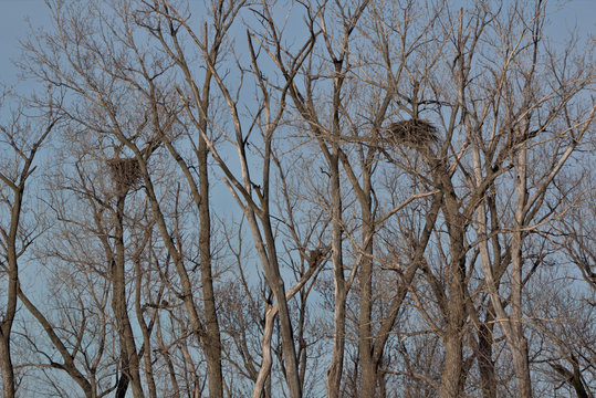Two Bald Eagle Nests alongside each other