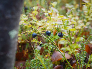 Wild berries in the autumn are ready to collect fruit.