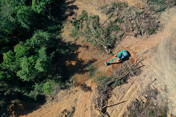 Deforestation. Logging of rainforest. Environmental destruction