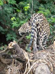 Freigestellter Jaguar in der Rückansicht, der aufmerksam in den Dschungel lauert