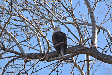 Close up of aMature Bald Eagle perched in a cottonewood tree