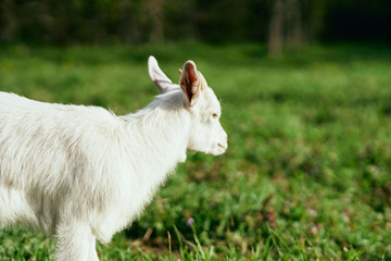 goat on a meadow
