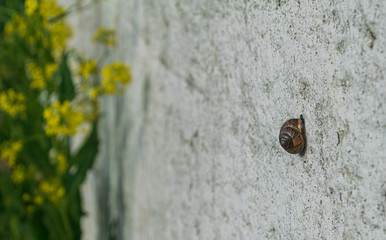 Snail on a plastered wall with plants background.