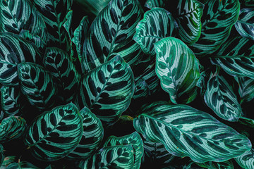 abstract green leaf texture, nature background, tropical leaf