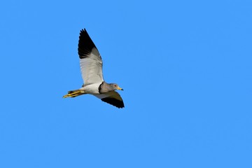 青空バックに飛ぶケリ