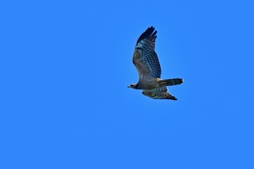 青空バックに悠然と飛ぶハチクマ幼鳥