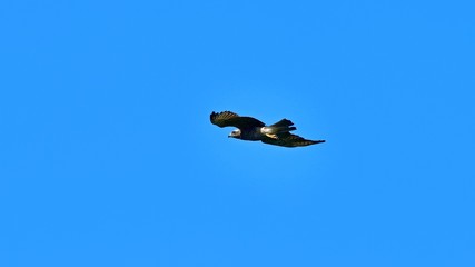 青空バックに悠然と飛ぶサシバ
