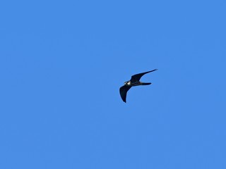 青空バックに悠然と飛ぶチゴハヤブサ