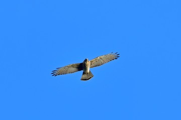 青空バックに悠然と飛ぶノスリ