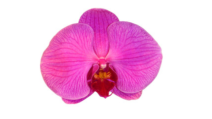 Fototapeta na wymiar pink moth orchid phalaenopsis flower isolated on white background