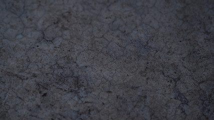 The bark is the outermost layer of the stem