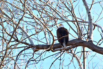 Close up of a Mature Bald Eagle perched in a tree