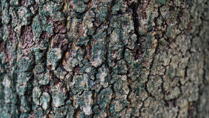 The bark is the outermost layer of the stem