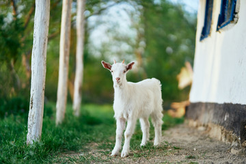 Obraz premium goat in farm