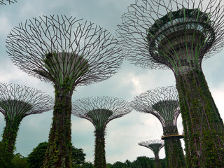 The Supertree grove at Gardens by the Bay in Singapore near Marina Bay Sands.