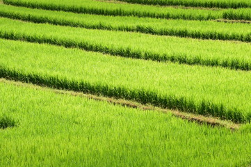 The beautiful landscape of rice fields in Thailand. 