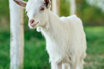 Obraz premium portrait of a goat