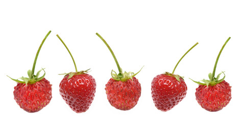 fresh strawberries in line with stem isolated on white background