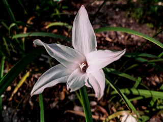 Fototapeta premium White Six Pointy Petal Flower with Long Leaves in the Background