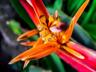 Bird of Paradise Flower in Orange and Red Colors with Large Green Leaves