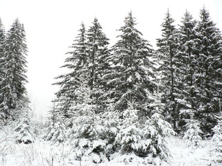 Snow covered pine or fir trees. Winter forest monochrome.