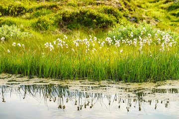 White flowers on lake shore. Spring or summer time.