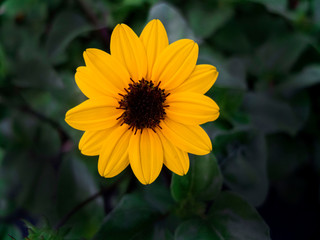 Yellow 13 Pedal Flower with a Black Center and Green Leaf Background