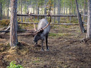 The reindeer of the season is shaking off the horn to create a new one.